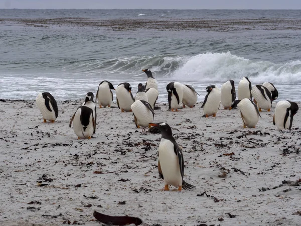 Gruppera Gentoo Penguin Pygoscelis Papua Liten Lagun Carcas Falkland — Stockfoto