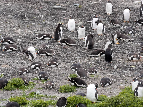 Ezelspinguïn Pygoscelis Papua Een Kleine Lagune Karkasbesmetting Falkland Groep — Stockfoto