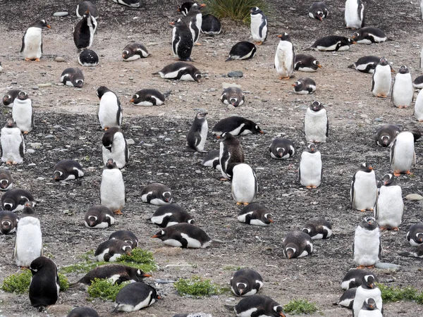 Gruppera Gentoo Penguin Pygoscelis Papua Liten Lagun Carcas Falkland — Stockfoto