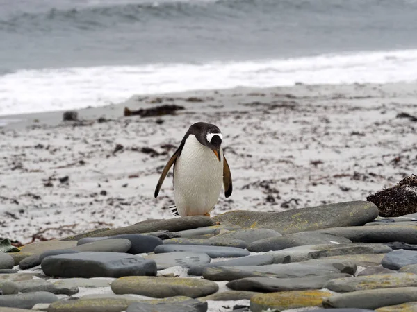 Gentoo Penguin Pygoscelis Papua Isla Sea Lion Malvinas — Foto de Stock