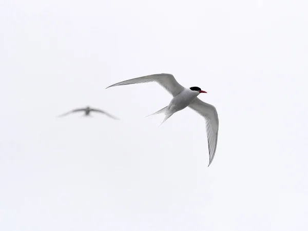 南美燕鸥 Hirundinacea 是南美南部沿海地区 海狮岛 Falklan 马尔维纳斯沿岸地区发现的一种燕鸥 — 图库照片