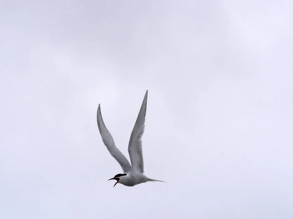 The South American tern, Sterna hirundinacea, is a species of tern found in coastal regions of southern South America, Sea lion Island,  Falklan- Malvinas,