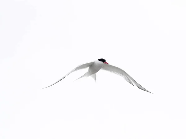 The South American tern, Sterna hirundinacea, is a species of tern found in coastal regions of southern South America, Sea lion Island,  Falklan- Malvinas,