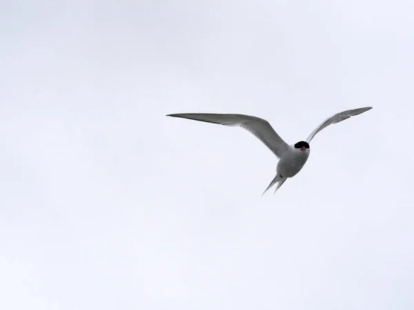 南美燕鸥 Hirundinacea 是南美南部沿海地区 海狮岛 Falklan 马尔维纳斯沿岸地区发现的一种燕鸥 — 图库照片