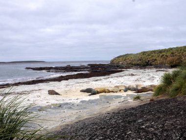 Habitat deniz lionisland Falkland / Malvinas