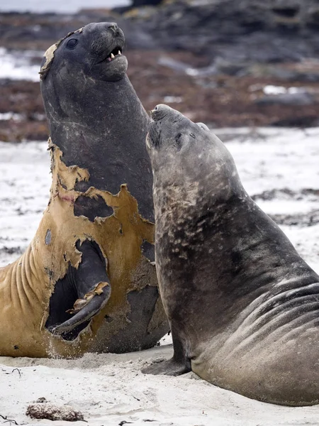 South males fighting Elephant Seal, Mirounga leonina, Sea lion Island, Falkland - Malvinas