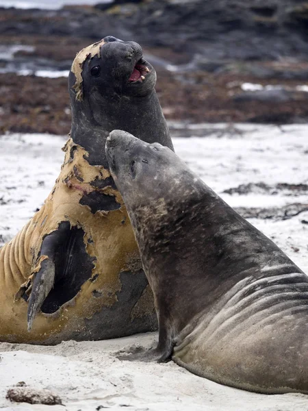 Hombres Del Sur Luchando Contra Elephant Seal Mirounga Leonina Sea — Foto de Stock