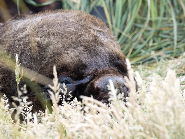 Kolossale Mannelijke Zuidamerikaanse Zeeleeuw Otaria Flavescens Sea Lion Island Falkland — Stockfoto