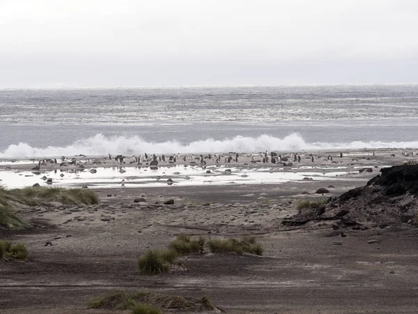 Habitat Havet Lionisland Falklandsen Malvinas — Stockfoto
