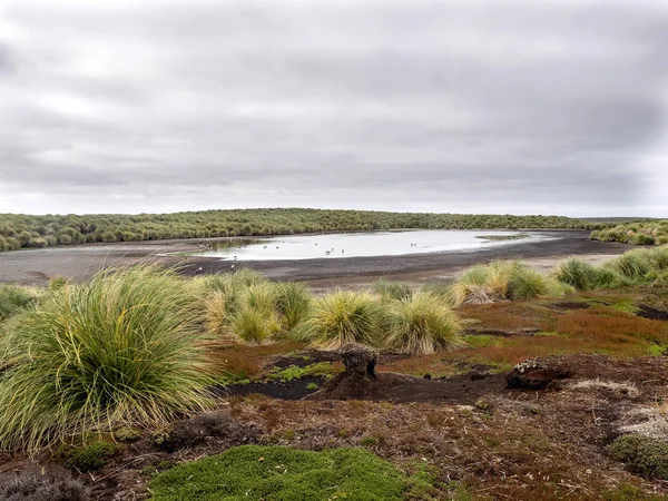 Habitat Ilha Leão Mar Malvinas Malvinas — Fotografia de Stock