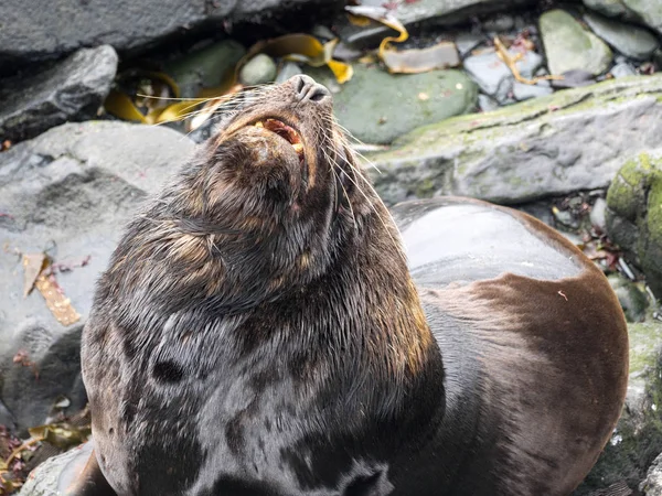 Klumpig Manliga Sydamerikanskt Sjölejon Otaria Flavescens Sea Lion Island Falkand — Stockfoto