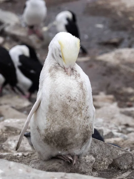 great rarity white, Rockhopper Penguin, Eudyptes chrysocome, Sea Lion Island, Falkland Islands / Malvinas