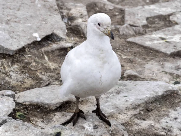 Mycket Speciell Fågel Slidnäbb Chionis Alba — Stockfoto