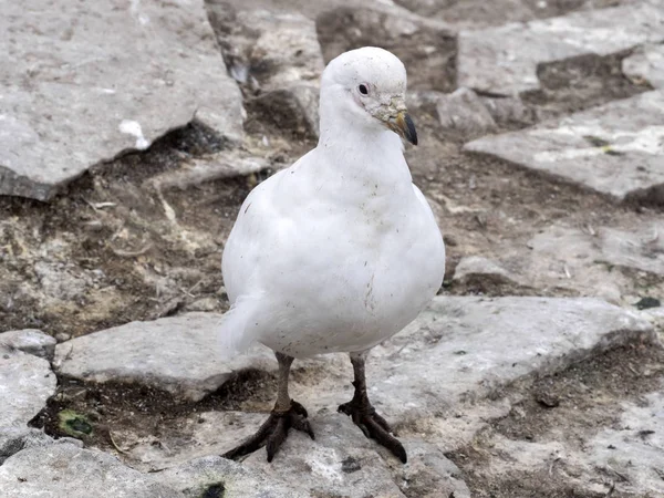 Very Special Bird Snowy Sheathbill Chionis Alba — Stock Photo, Image