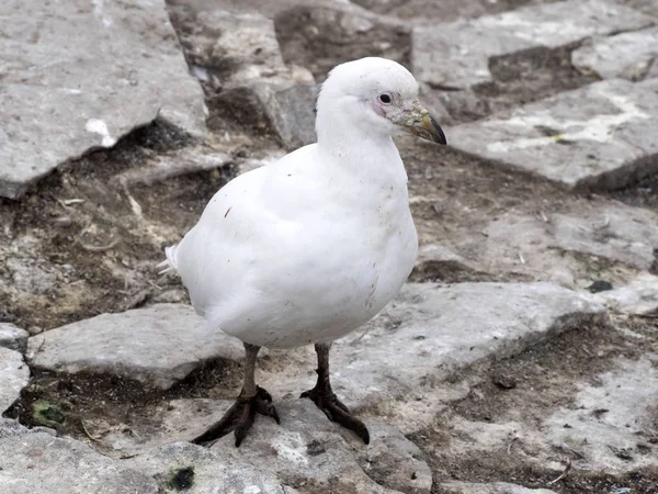 Mycket Speciell Fågel Slidnäbb Chionis Alba — Stockfoto