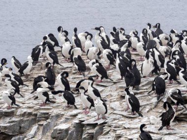 büyük koloni, İmparatorluk Shag, Phalacrocorax atriceps, deniz aslanı Adası, Falkland Adaları iç içe geçirme / Malvinas
