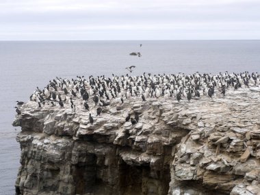 büyük koloni, İmparatorluk Shag, Phalacrocorax atriceps, deniz aslanı Adası, Falkland Adaları iç içe geçirme / Malvinas