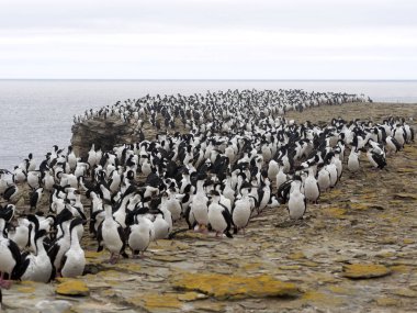 büyük koloni, İmparatorluk Shag, Phalacrocorax atriceps, deniz aslanı Adası, Falkland Adaları iç içe geçirme / Malvinas