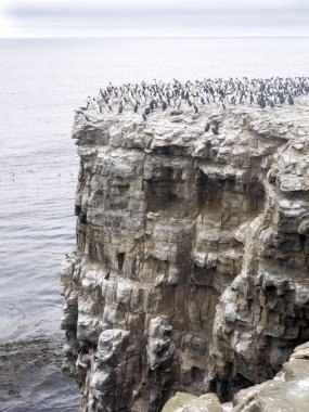büyük koloni, İmparatorluk Shag, Phalacrocorax atriceps, deniz aslanı Adası, Falkland Adaları iç içe geçirme / Malvinas