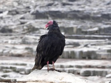 Hindi akbabası, Cathartes aura yem leş, deniz aslanı Adası, Falkland Adaları üzerinde / Malvinas