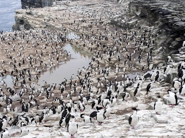 Stora Häckande Koloni Imperial Shag Phalacrocorax Atriceps Sea Lion Island — Stockfoto