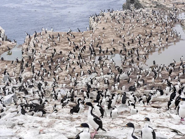 Μεγάλες Φωλιές Αποικία Αυτοκρατορική Shag Phalacrocorax Atriceps Λιοντάρι Νησί Θάλασσας — Φωτογραφία Αρχείου