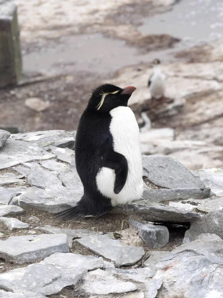 Pinguim Rockhopper Crisóvia Dos Eudyptes Ilha Leão Marinho Ilhas Malvinas — Fotografia de Stock
