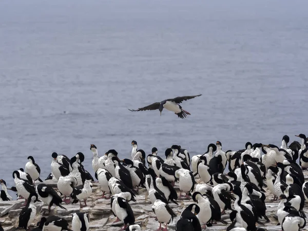 Gran Colonia Anidación Imperial Shag Phalacrocorax Atriceps Sea Lion Island —  Fotos de Stock