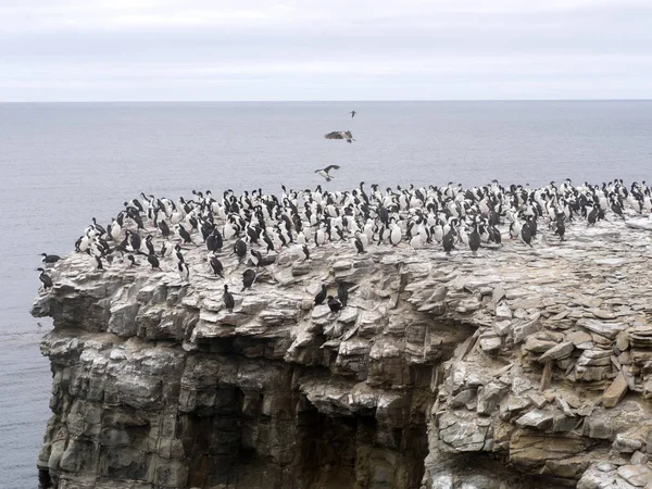 büyük koloni, İmparatorluk Shag, Phalacrocorax atriceps, deniz aslanı Adası, Falkland Adaları iç içe geçirme / Malvinas