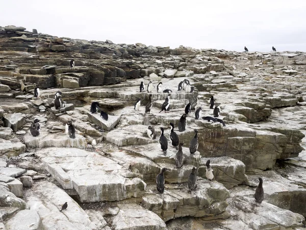 Gran colonia de anidación, Imperial Shag, Phalacrocorax atriceps, Sea Lion Island, Islas Malvinas — Foto de Stock