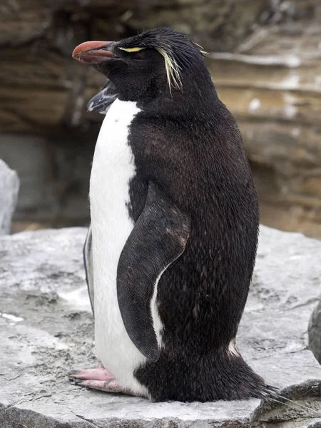 Rockhopper Penguin Eudyptes Chrysocome Λιοντάρι Νησί Θάλασσας Νήσοι Φώκλαντ Μαλβίνας — Φωτογραφία Αρχείου