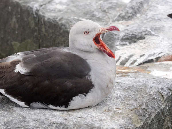 Yunus Martı Larus Scoresbii Olduğunu Daha Küçük Martı Deniz Aslanı — Stok fotoğraf