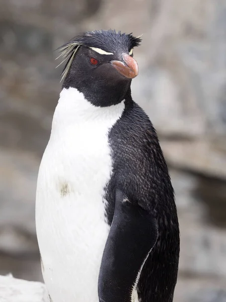 Rockhopper Penguin Eudyptes Chrysocome Λιοντάρι Νησί Θάλασσας Νήσοι Φώκλαντ Μαλβίνας — Φωτογραφία Αρχείου