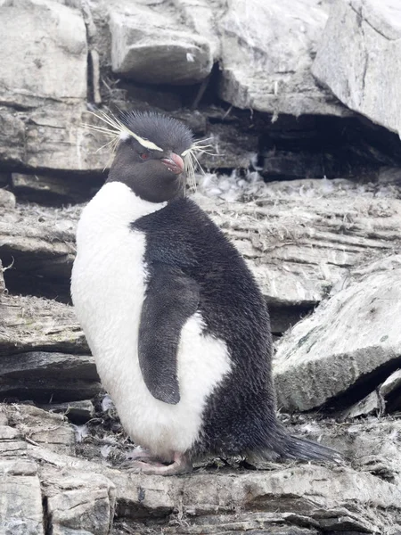 Pinguino Rockhopper Eudyptes Chrysocome Isola Del Leone Marino Isole Falkland — Foto Stock