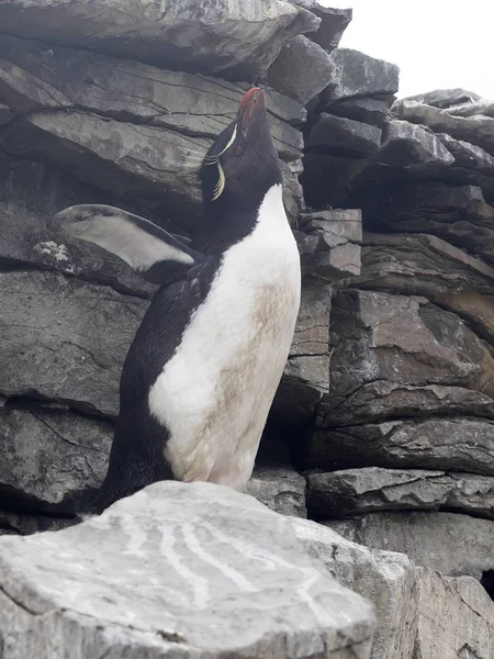 Pingouin Des Montagnes Rocheuses Eudyptes Chrysocome Île Sea Lion Îles — Photo