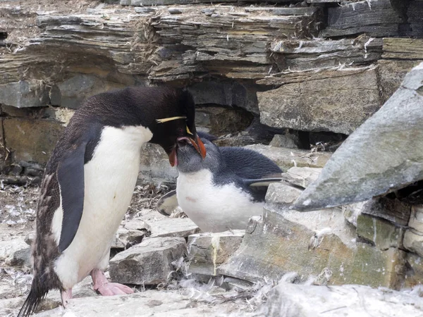 Pinguim Rockhopper Crisófago Eudyptes Alimente Bebê Ilha Leão Marinho Falkland — Fotografia de Stock