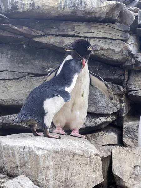 Pinguim Rockhopper Crisófago Eudyptes Alimente Bebê Ilha Leão Marinho Falkland — Fotografia de Stock