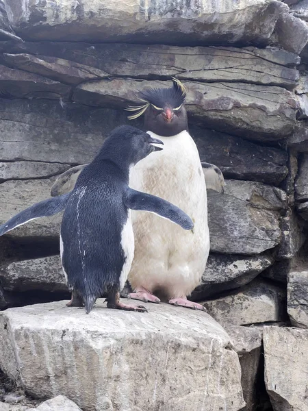 Rockhopper Penguin Eudyptes Chrysocome Nourrir Bébé Île Sea Lion Falkland — Photo