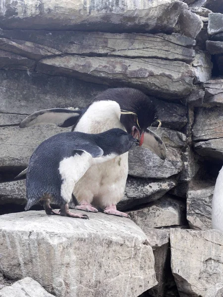 Tučňák Eudyptes Chrysocome Krmit Dítě Lachtan Island Falkland Malvíny — Stock fotografie