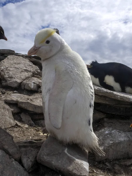 great rarity white, Rockhopper Penguin, Eudyptes chrysocome, Sea Lion Island, Falkland Islands / Malvinas