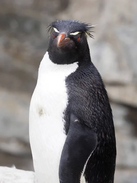 Rockhopper Penguin Eudyptes Chrysocome Sea Lion Island Falkland Islands Malvinas Royalty Free Stock Photos