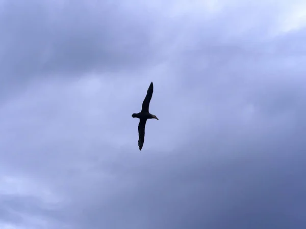 Södra Jättestormfågel Macronectes Giganteus Flyg Sjölejon Falklandsöarna — Stockfoto