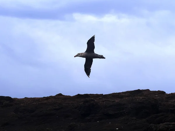 Νότια Γίγαντας Petrel Giganteus Macronectes Πτήση Θαλάσσιο Λιοντάρι Νήσων Φόλκλαντ — Φωτογραφία Αρχείου
