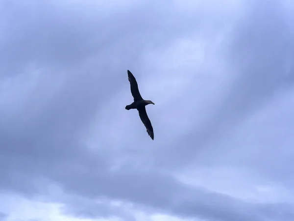 Södra Jättestormfågel Macronectes Giganteus Flyg Sjölejon Falklandsöarna — Stockfoto