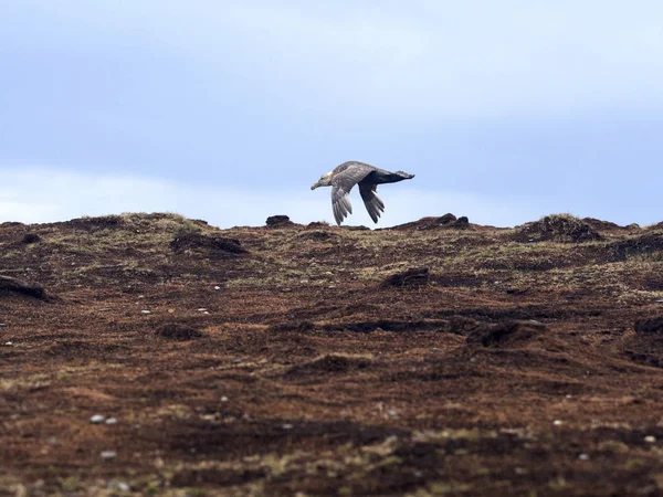 Petrel Gigante Sul Macronectes Giganteus Voo Leão Marinho Ilhas Malvinas — Fotografia de Stock