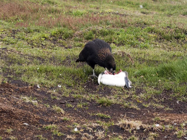 Caracara Rayado Phalocoboenus Austarlis Comer Pingüino Carroña León Marino Islas — Foto de Stock