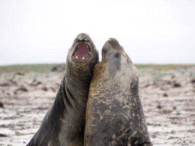  duel between two male South Elephant Seal, Mirounga leonina, Sea Lion Island, Falkland  - Malvinas clipart