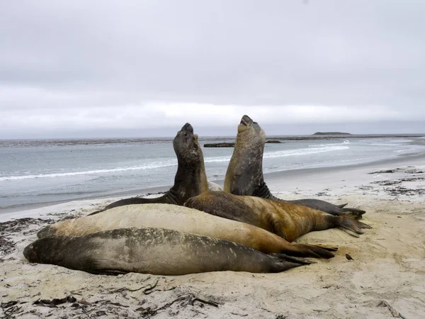 Duel Two Male South Elephant Seal Mirounga Leonina Sea Lion — Stock Photo, Image