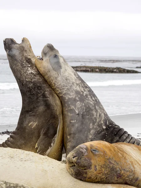 Дуэль Между Двумя Самцами South Elephant Seal Mirounga Leonina Sea — стоковое фото