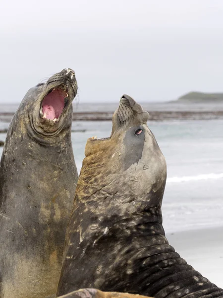 Дуэль Между Двумя Самцами South Elephant Seal Mirounga Leonina Sea — стоковое фото